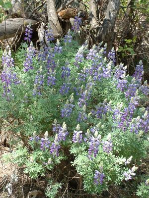 Lupinus albifrons (Silver Bush Lupine) (alternate view 10)