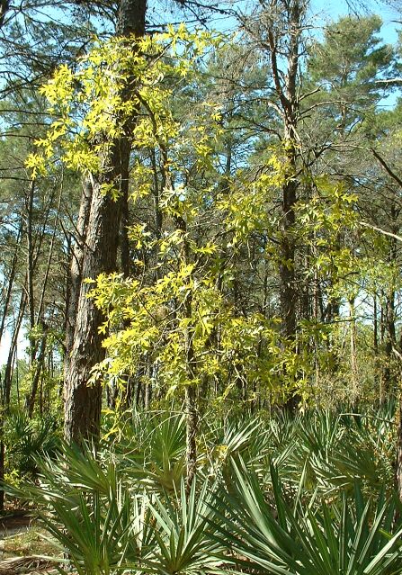 Quercus laevis (American turkey oak) (alternate view 6)