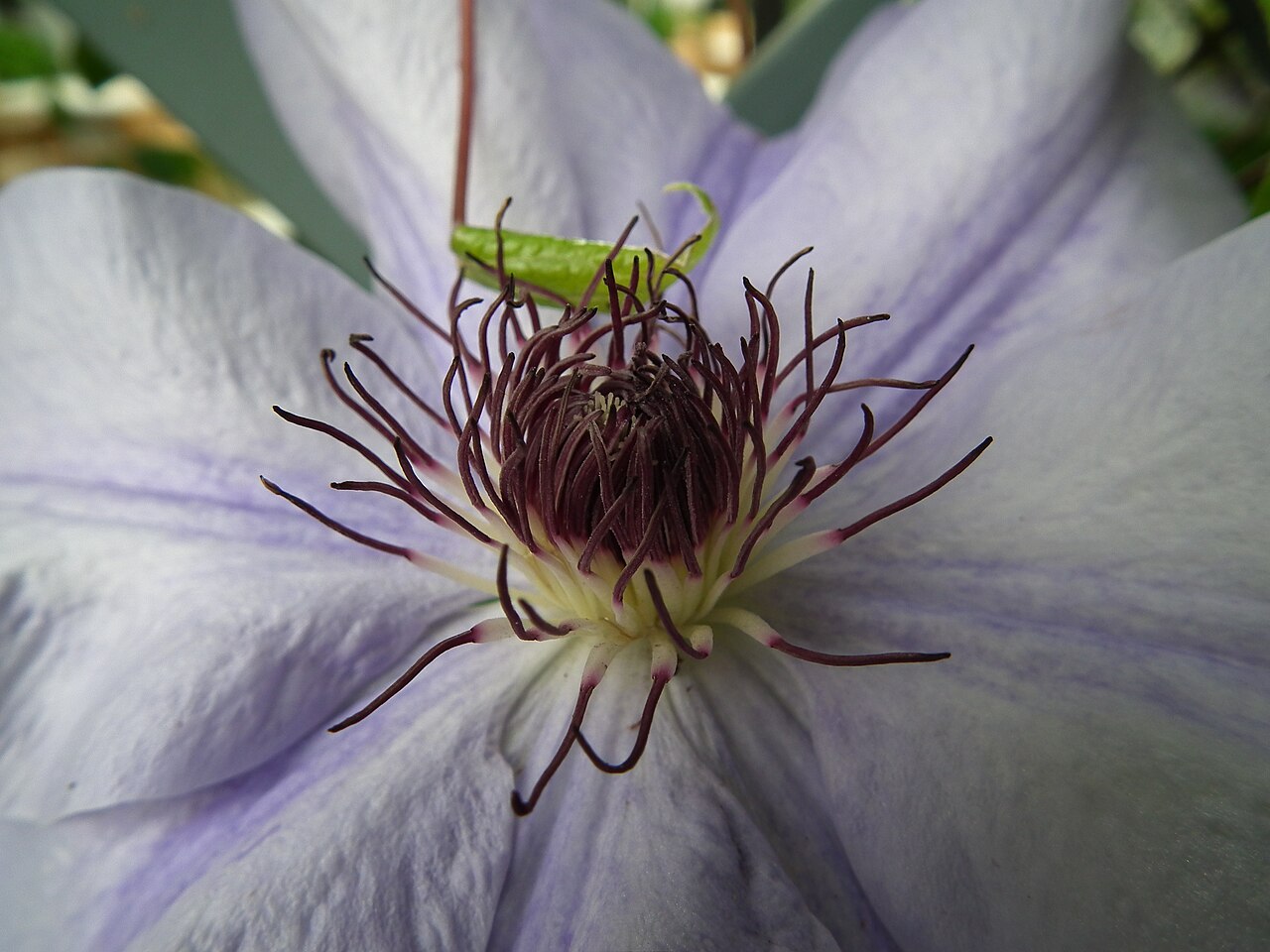 Clematis 'Nelly Moser', Clematis 'Nelly Moser' — climbing deciduous (Ranunculaceae) (image 2 of 10)