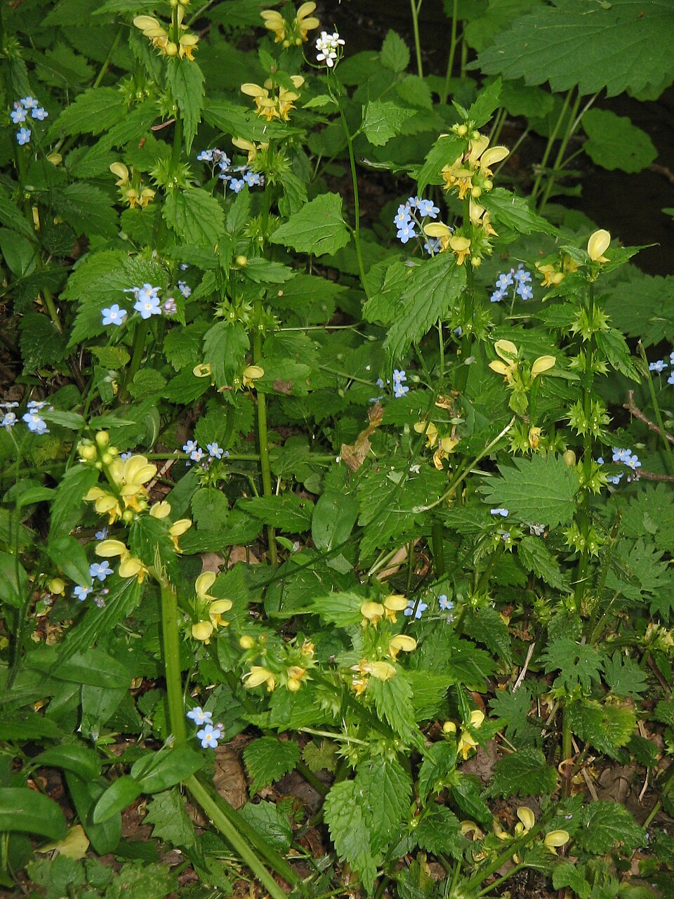 Myosotis sylvatica (forget-me-not)