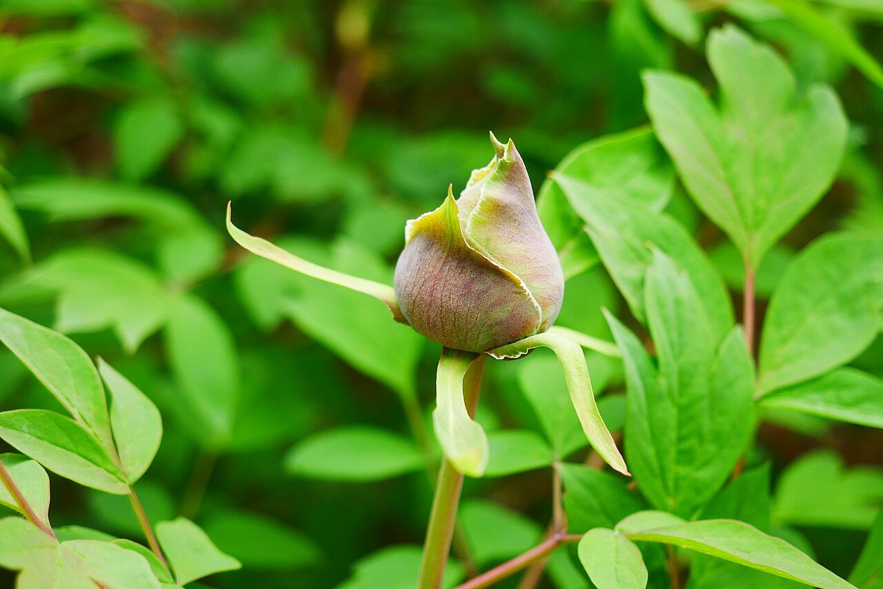 Paeonia rockii, Rock's tree peony — upright deciduous (Paeoniaceae) (image 8 of 10)