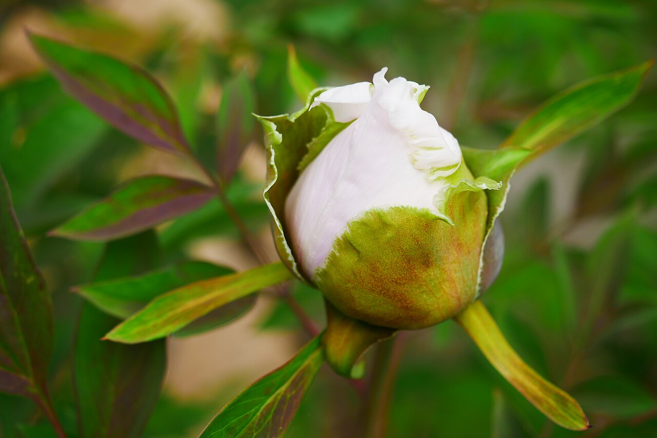 Paeonia rockii, Rock's tree peony — upright deciduous (Paeoniaceae) (image 9 of 10)