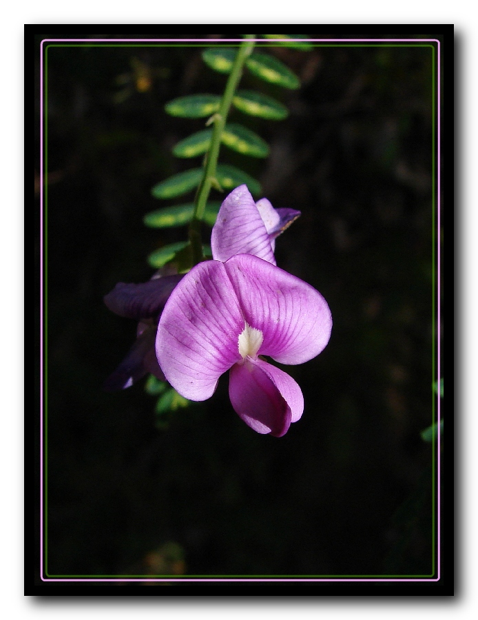 Swainsona galegifolia (Smooth Darling Pea) (alternate view 8)