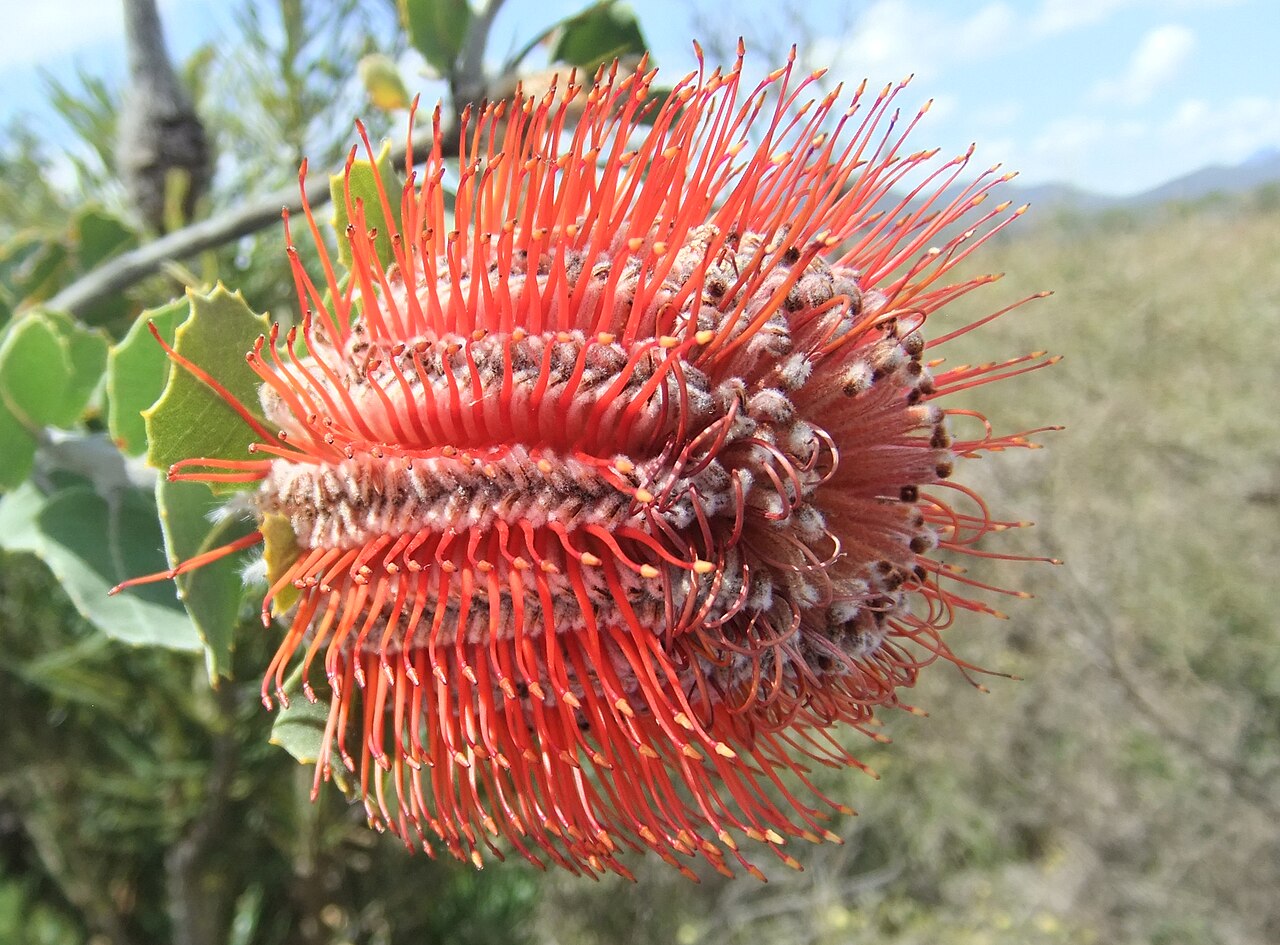 Banksia coccinea, Scarlet banksia — upright evergreen (Proteaceae) (image 5 of 10)