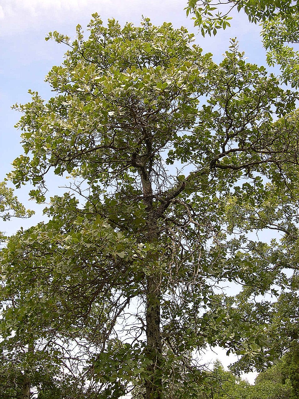 Quercus marilandica (blackjack oak) (alternate view 6)