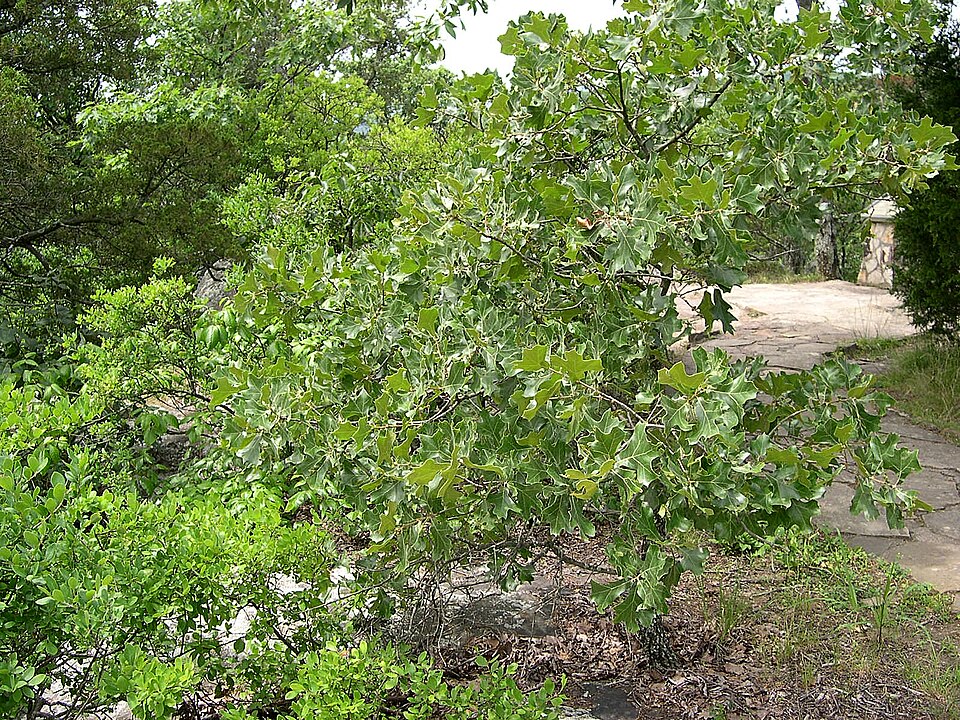Quercus marilandica (blackjack oak) (alternate view 7)