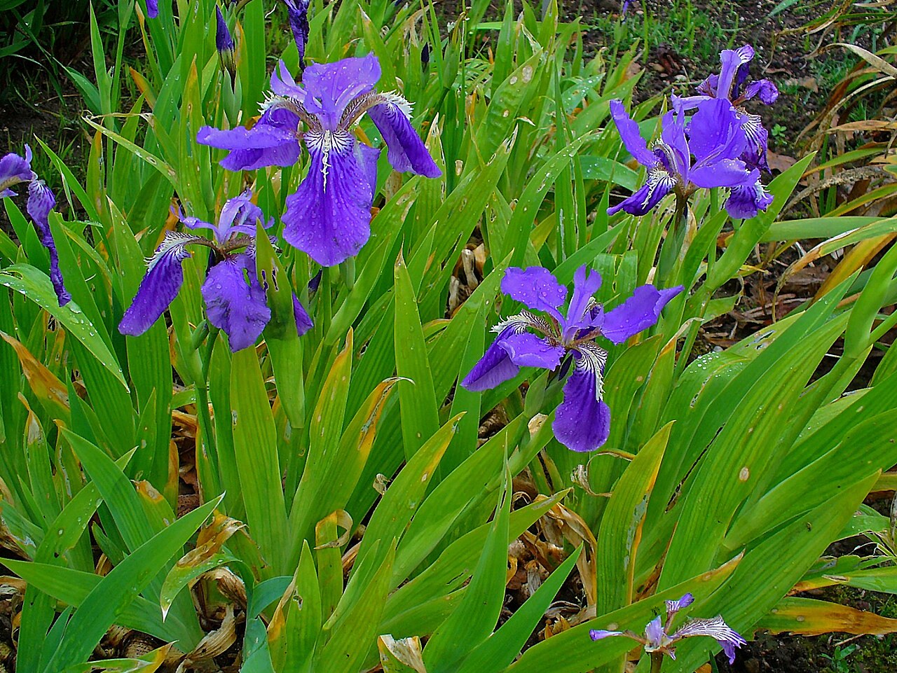 Iris tectorum, Japanese roof iris — clumping deciduous (Iridaceae) (image 8 of 10)