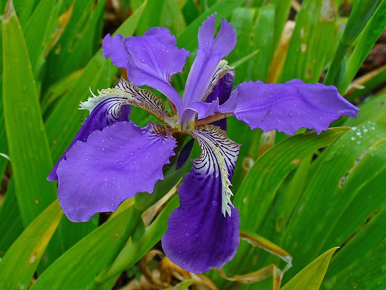 Iris tectorum, Japanese roof iris — clumping deciduous (Iridaceae) (image 9 of 10)