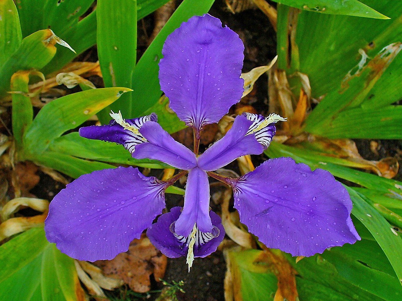 Iris tectorum, Japanese roof iris — clumping deciduous (Iridaceae) (image 10 of 10)
