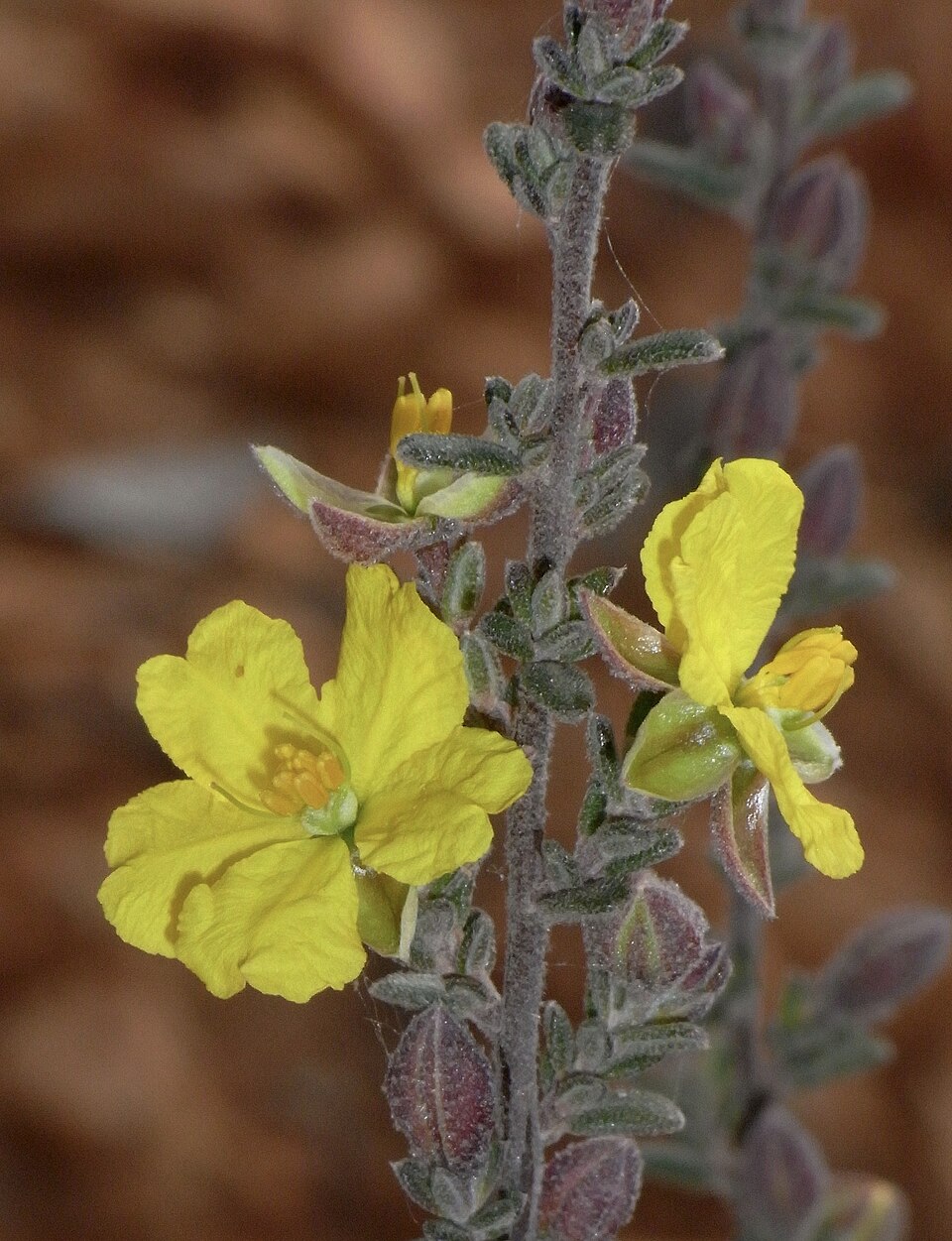 Hibbertia crinita (Long-hair Guinea-flower) (alternate view 6)