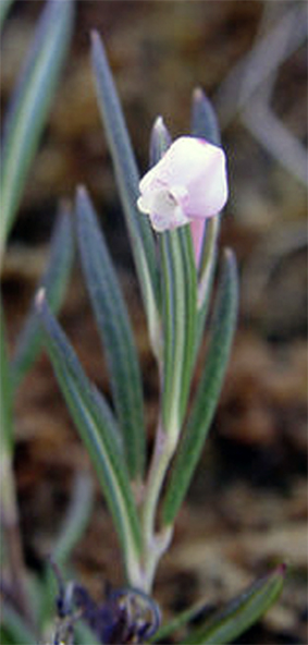 Andromeda polifolia (Bog Rosemary) (alternate view 13)