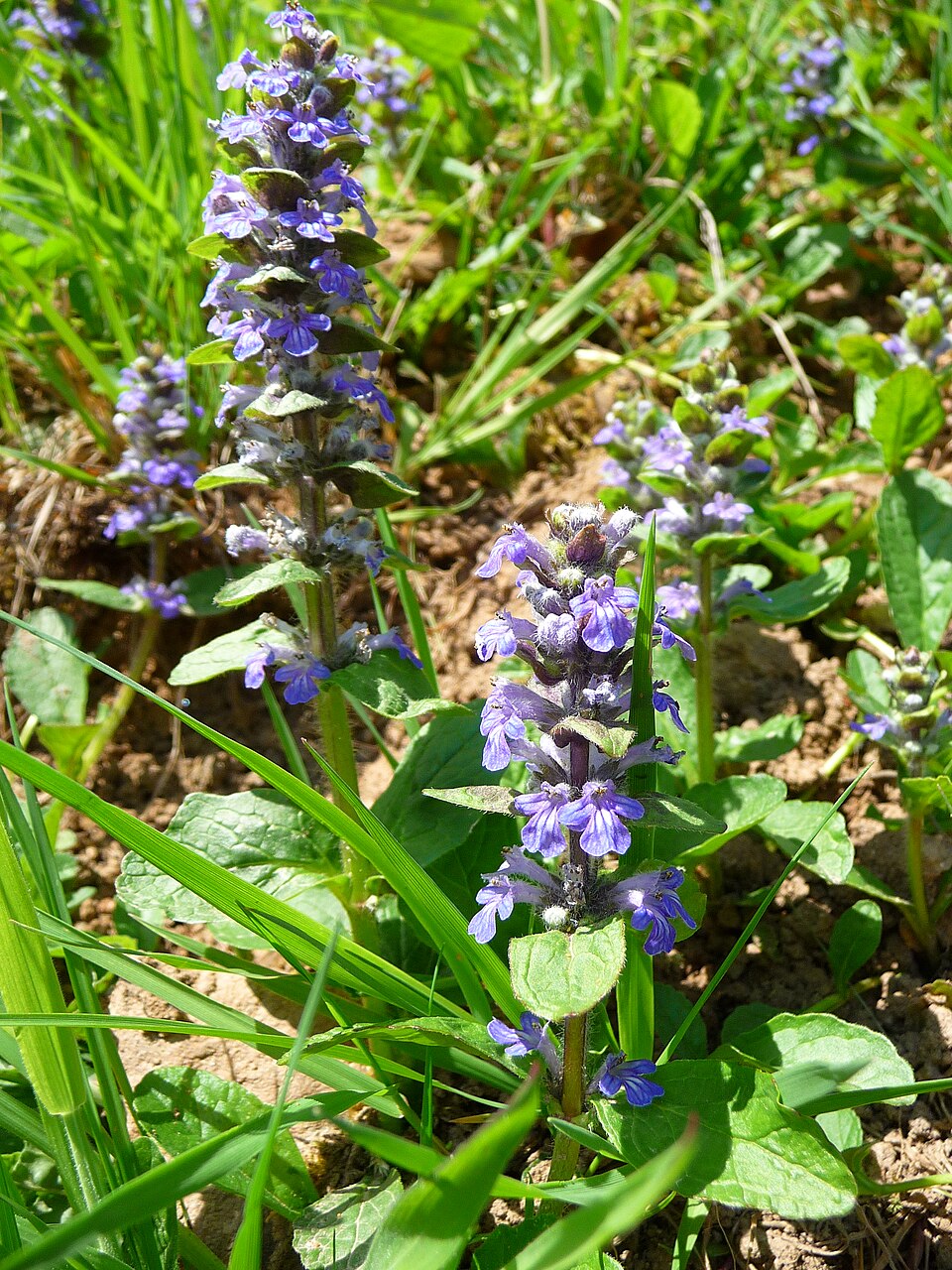 Ajuga reptans (creeping bugleweed) (alternate view 13)