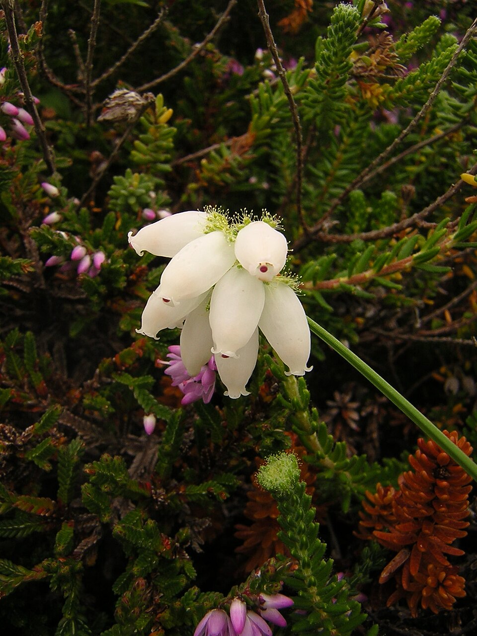Erica tetralix (Cross-leaved Heath)