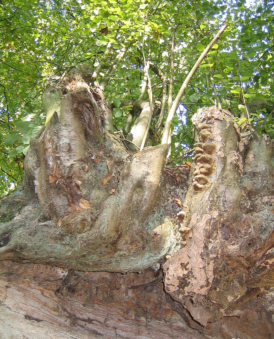 Corylus avellana (alternate view 10)