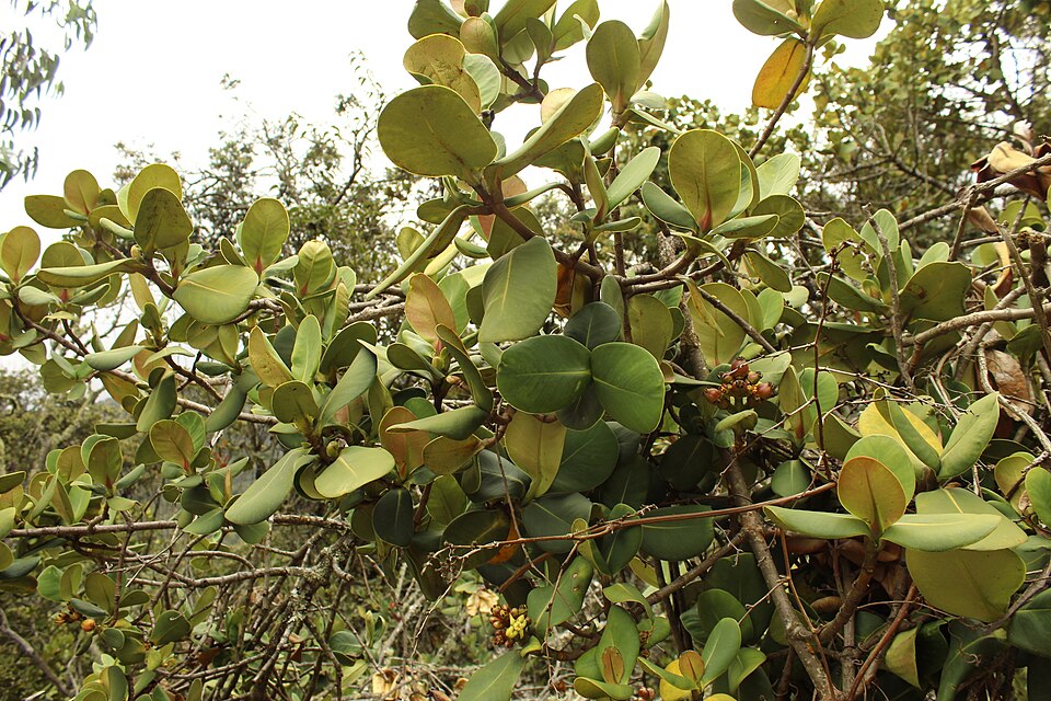 Clusia (attorney trees) (alternate view 4)