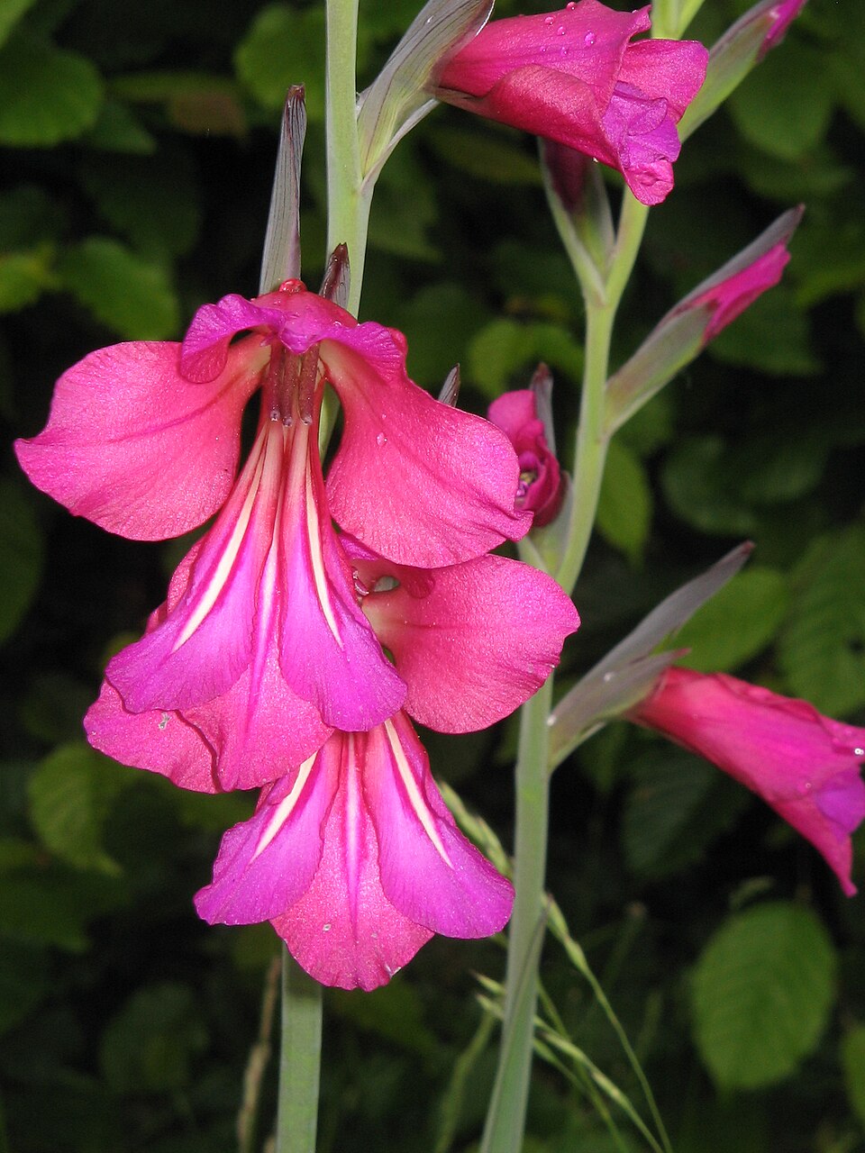 Gladiolus communis ssp. byzantinus (Eastern Gladiolus) (alternate view 10)