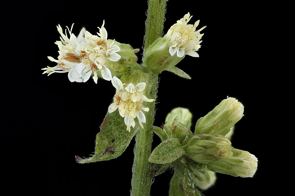 Solidago bicolor (silverrod) (alternate view 9)
