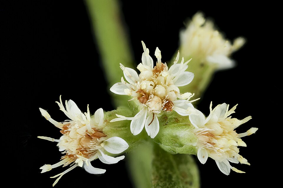 Solidago bicolor (silverrod) (alternate view 10)