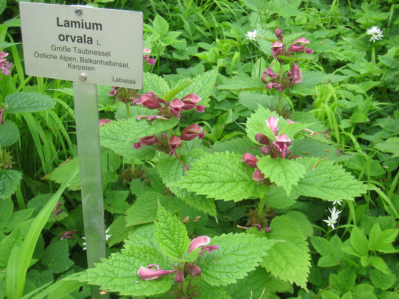 Lamium orvala (Balm-leaved Archangel)