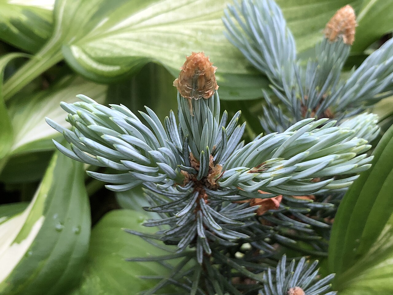 Picea pungens 'Hoopsii', Hoopsii blue spruce — upright evergreen (Pinaceae) (image 9 of 9)