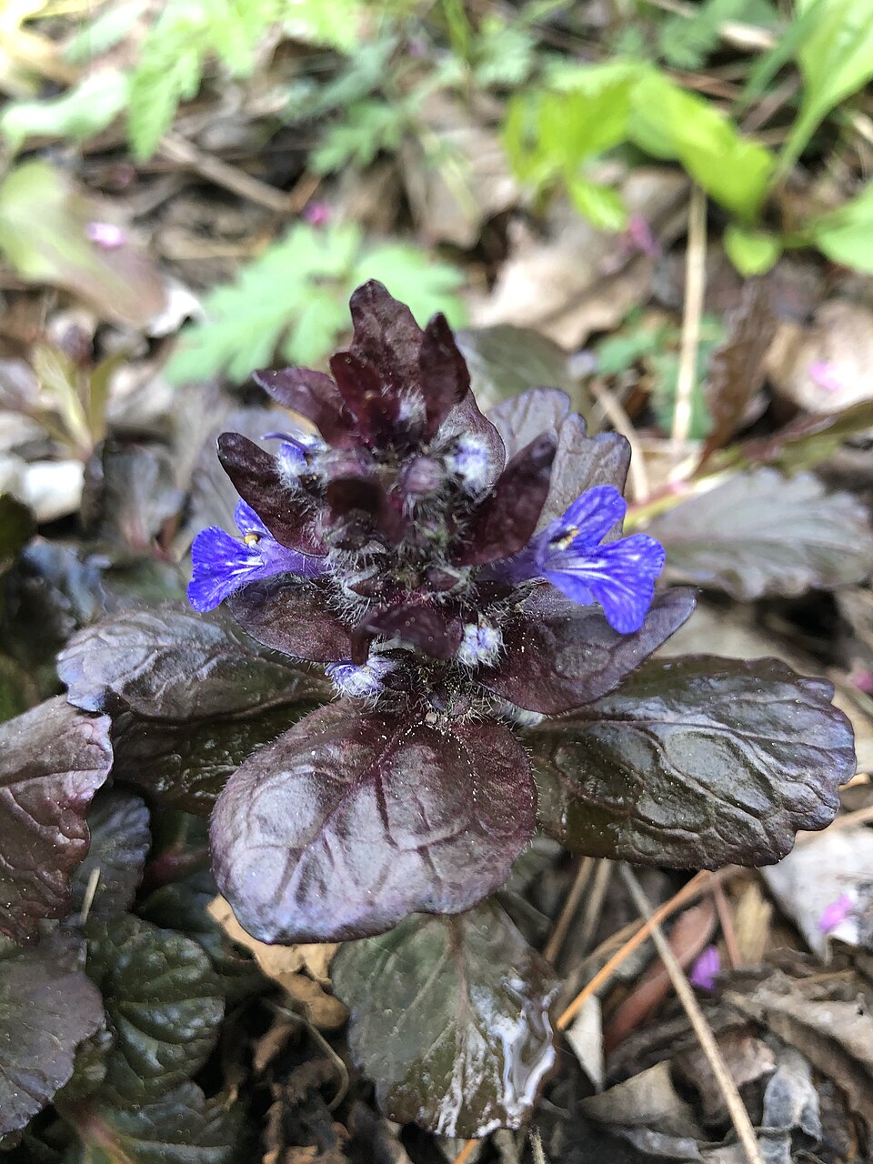Ajuga reptans 'Black Scallop' (alternate view 2)