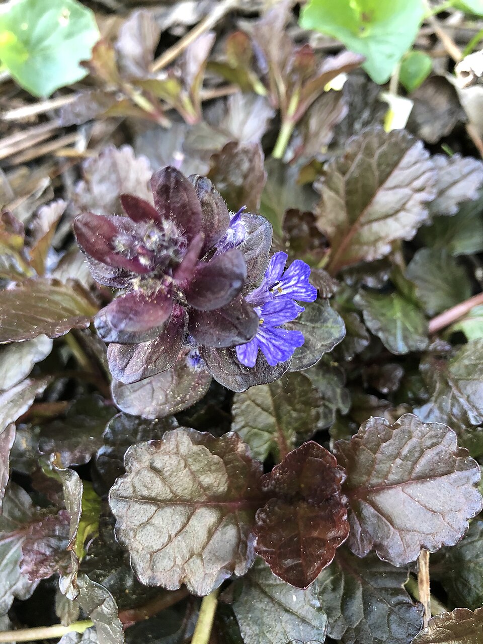 Ajuga reptans 'Black Scallop' (alternate view 3)