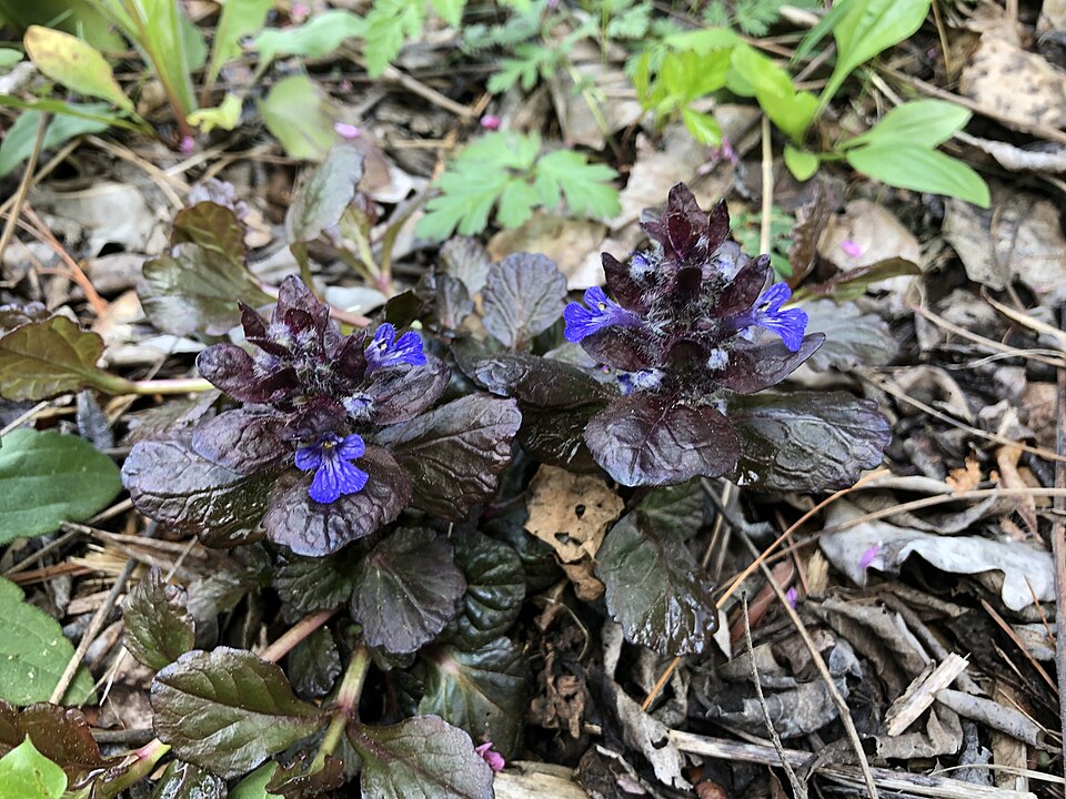 Ajuga reptans 'Black Scallop' (alternate view 4)