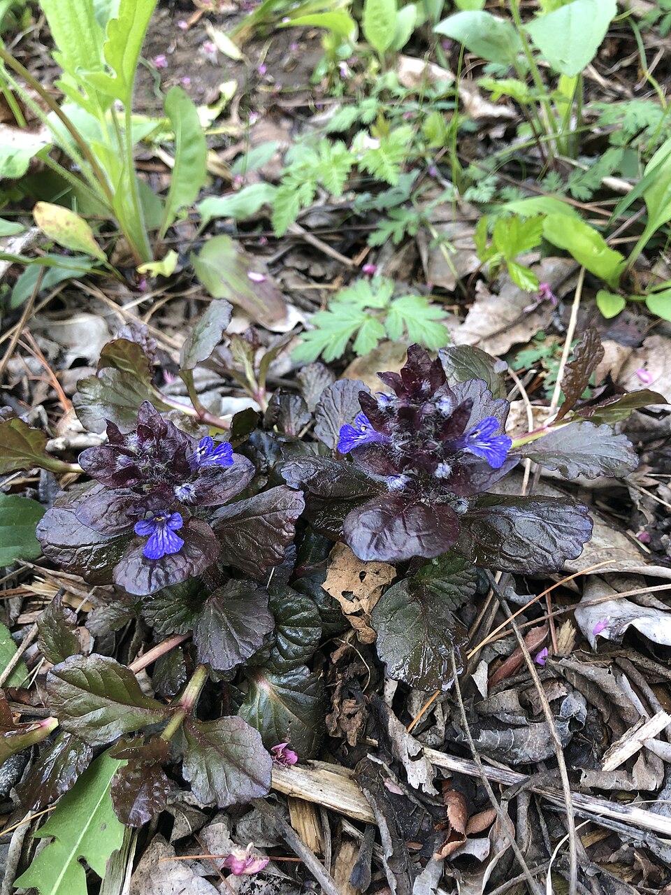 Ajuga reptans 'Black Scallop' (alternate view 5)