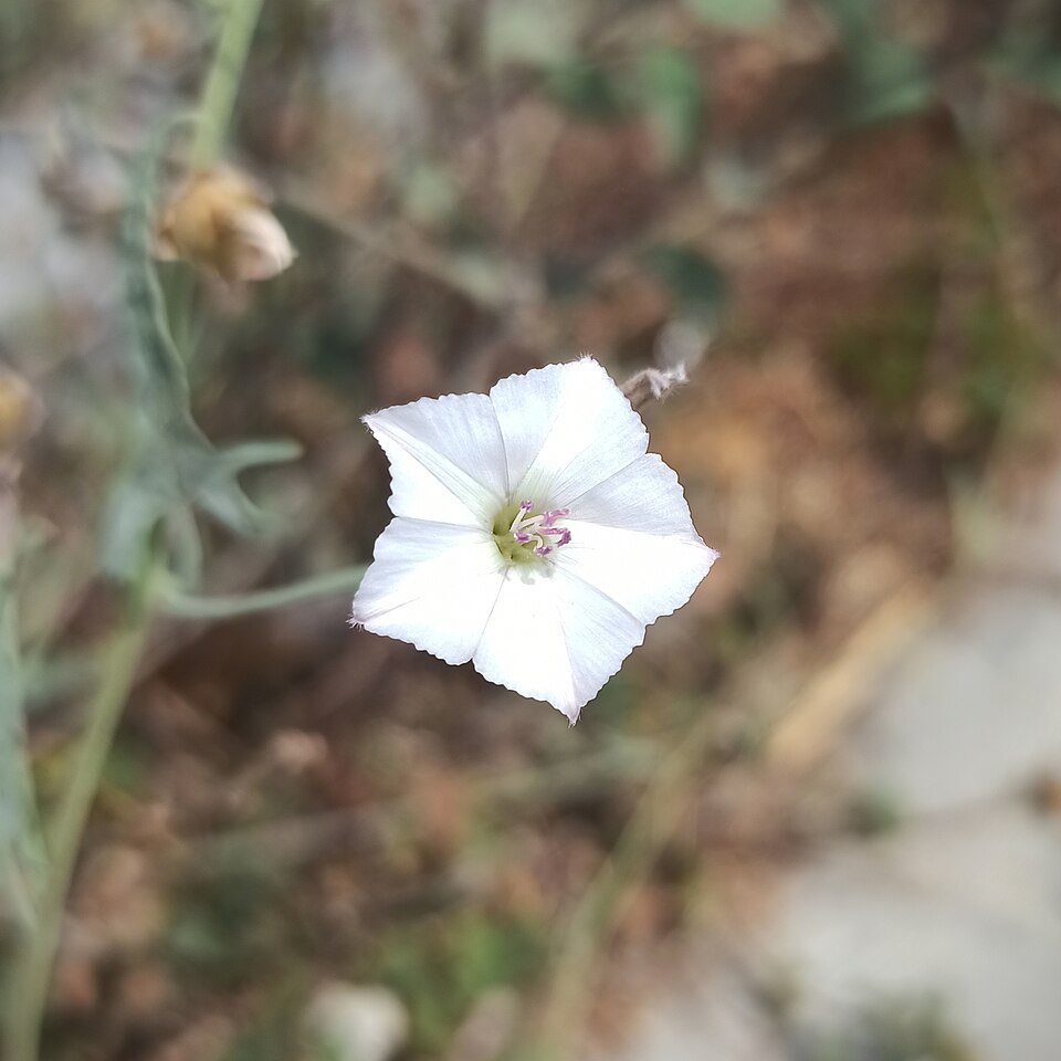 Convolvulus equitans (Texas bindweed) (alternate view 8)