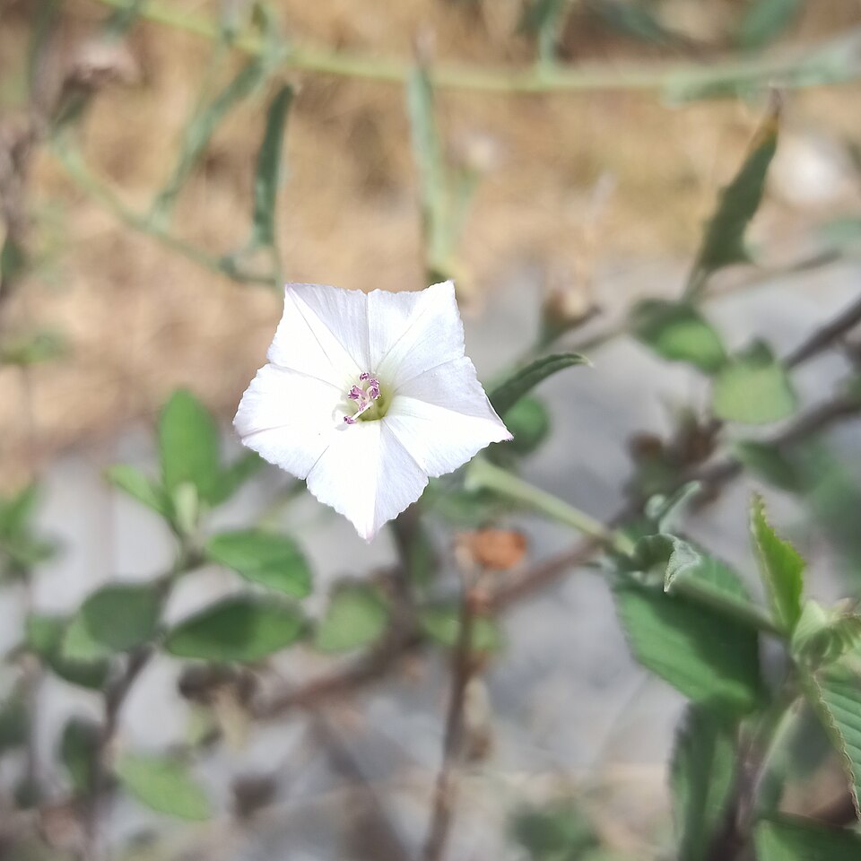 Convolvulus equitans (Texas bindweed) (alternate view 9)