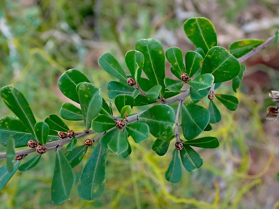 Pultenaea (Bush-peas)