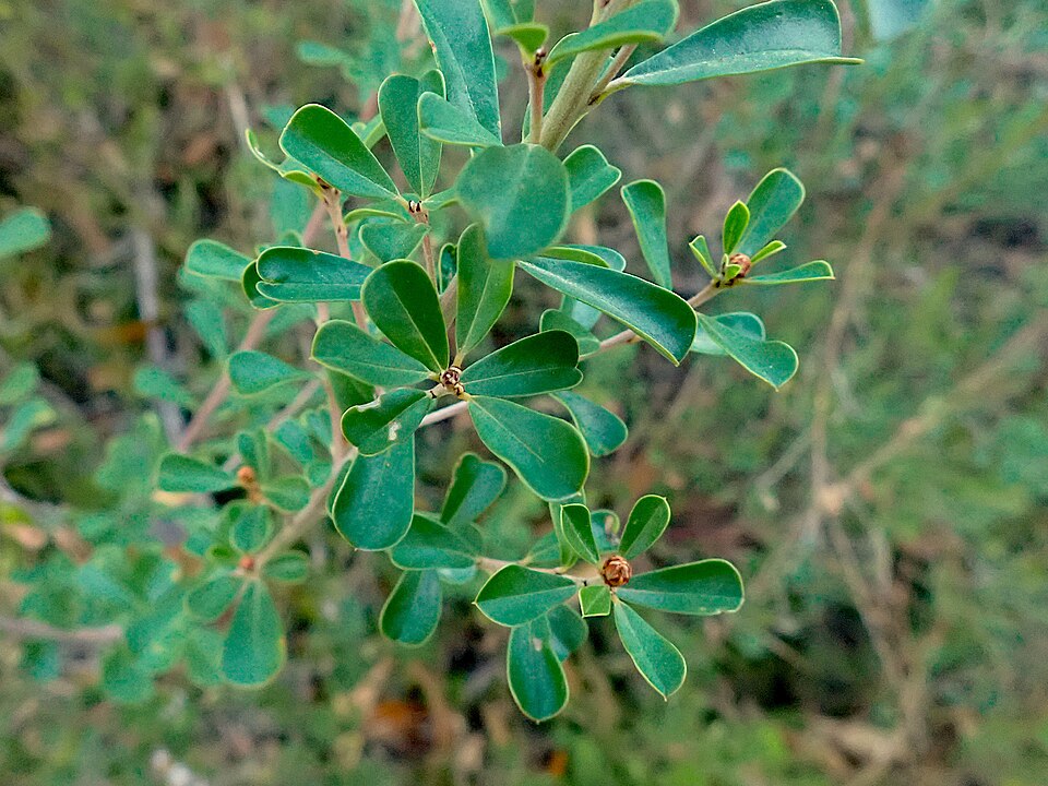 Pultenaea (Bush-peas) (alternate view 2)