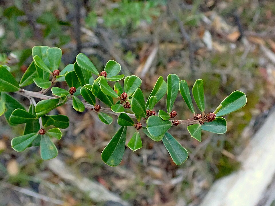 Pultenaea (Bush-peas) (alternate view 3)