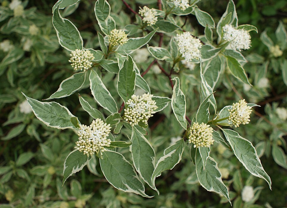 Cornus alba 'Elegantissima' (variegated Tartarian dogwood) (alternate view 2)
