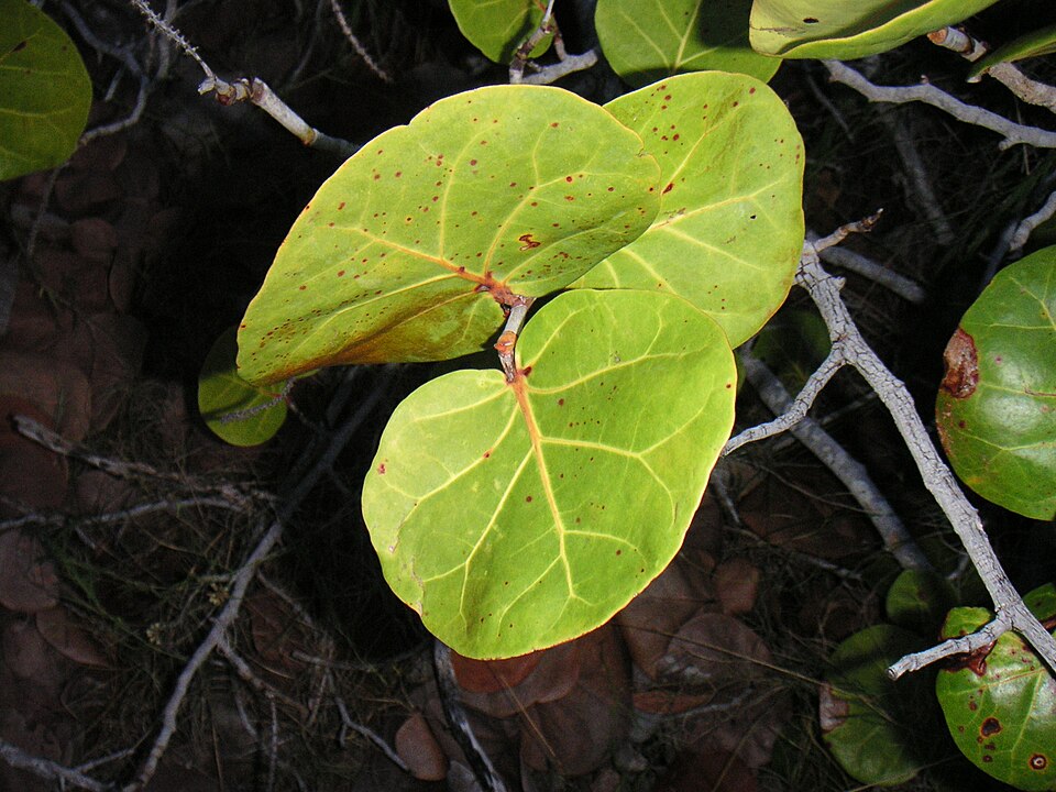 Coccoloba uvifera (Sea Grape) (alternate view 2)