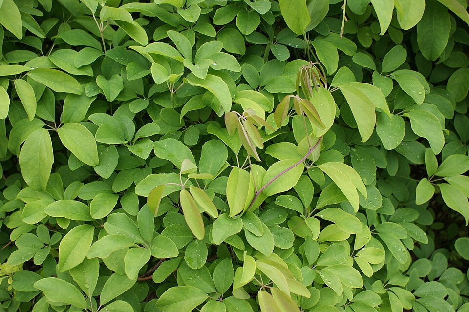 Akebia quinata (five-leaved akebia) (alternate view 3)