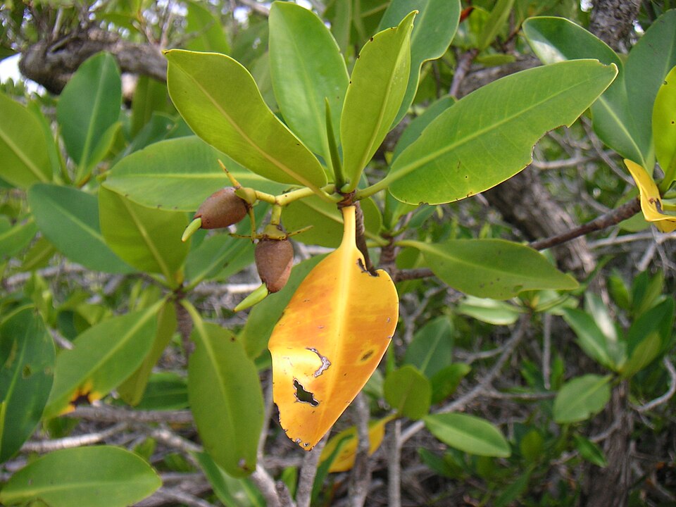 Rhizophora mangle (red mangrove) (alternate view 2)