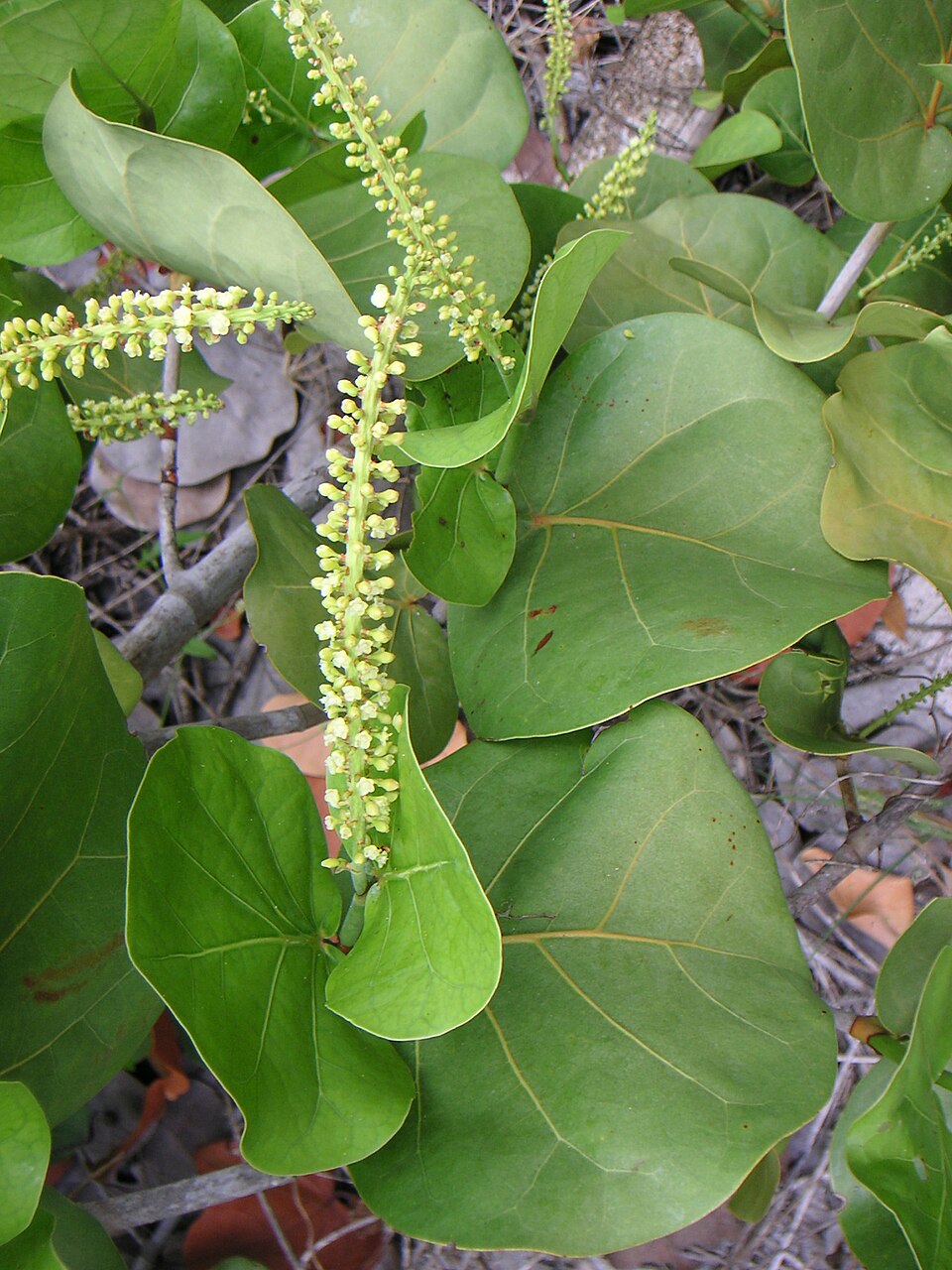 Coccoloba uvifera (Sea Grape) (alternate view 3)