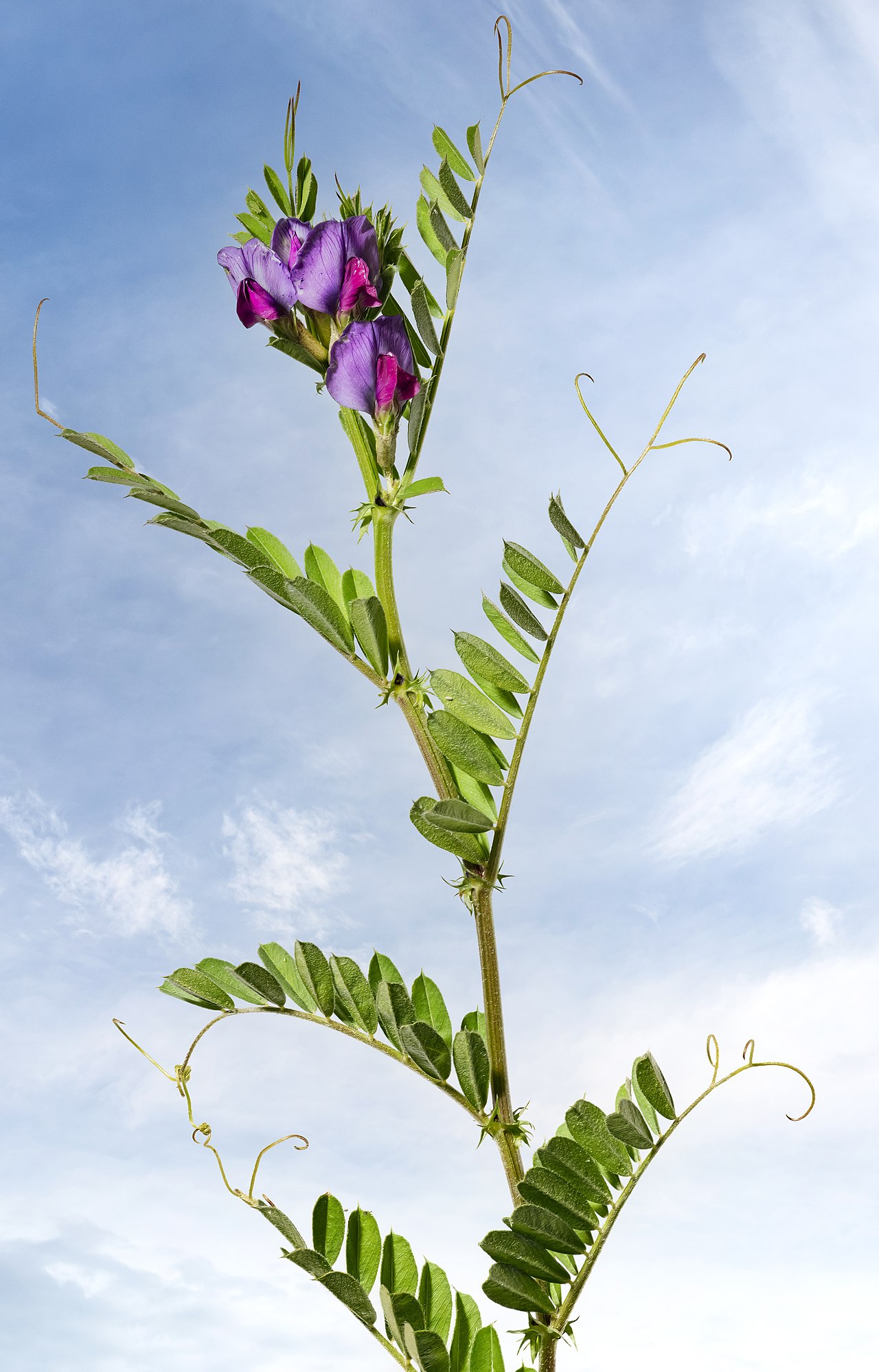 Vicia sativa (common vetch)