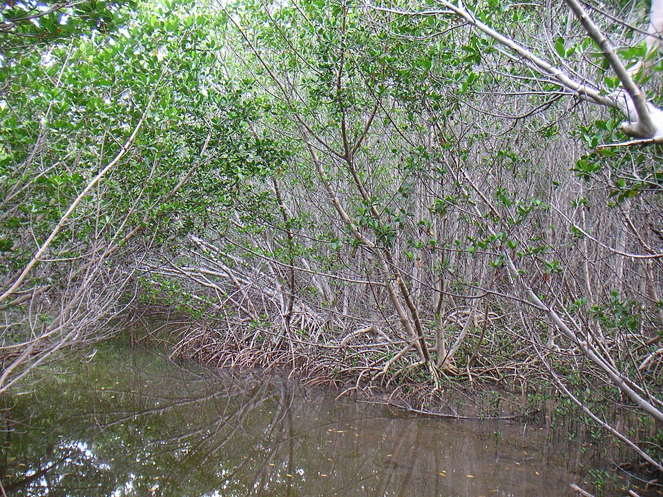 Rhizophora mangle (red mangrove) (alternate view 3)