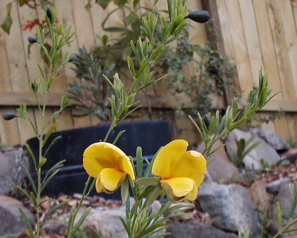 Gompholobium latifolium (Golden Glory Pea) (alternate view 6)