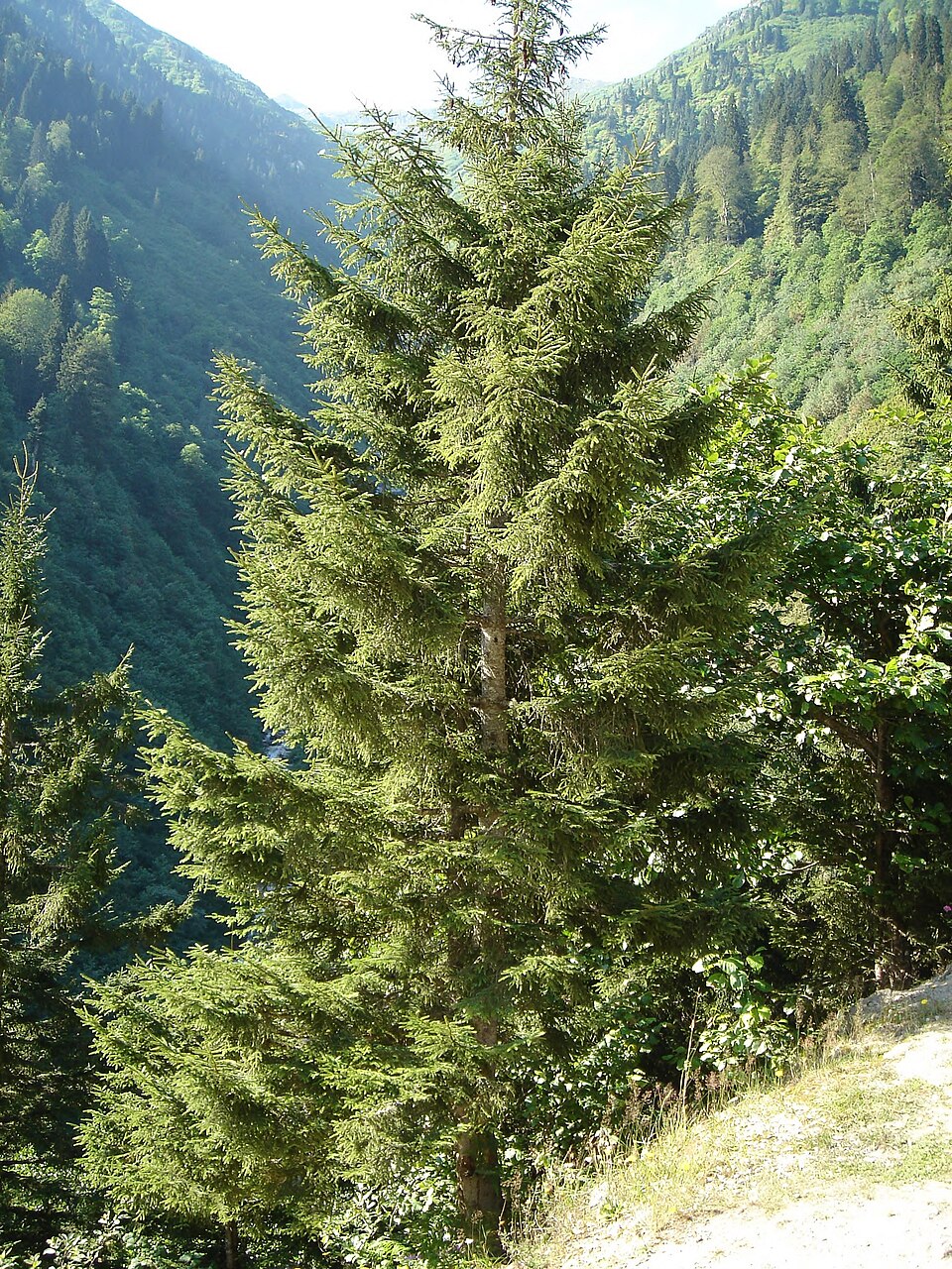 Picea orientalis (Oriental spruce) (alternate view 9)