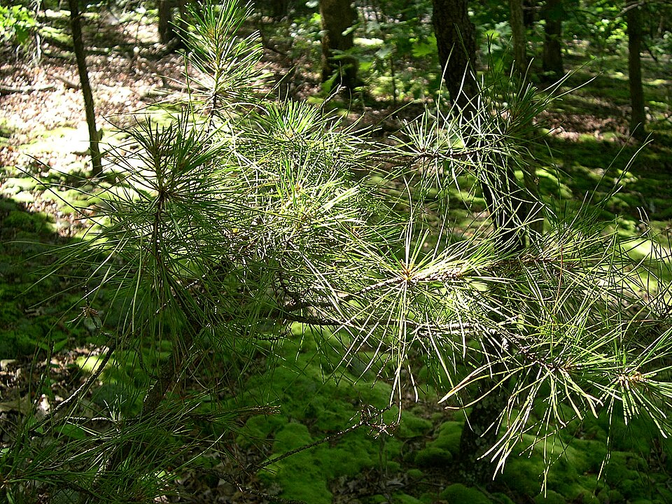 Pinus echinata (shortleaf pine) (alternate view 3)