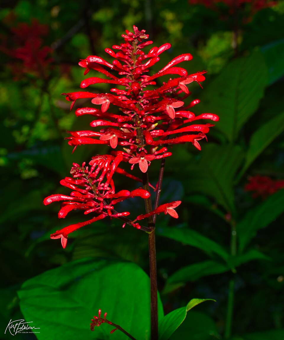 Odontonema (alternate view 2)