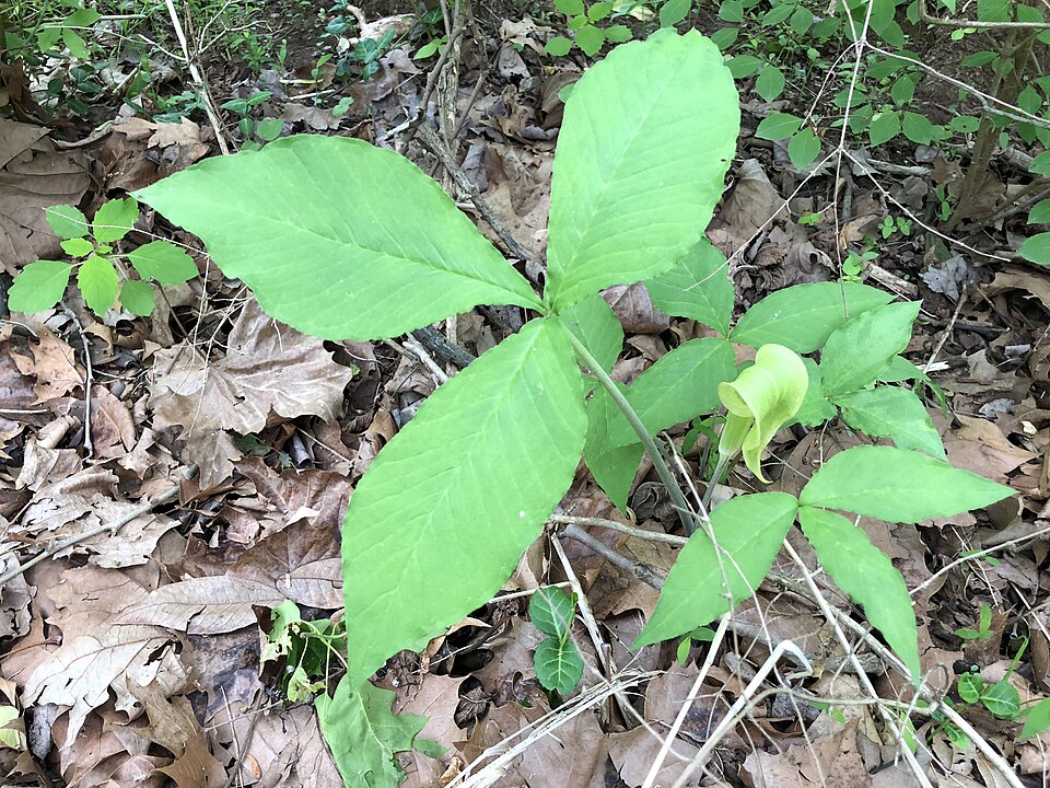 Arisaema triphyllum (Jack-in-the-pulpit) (alternate view 9)