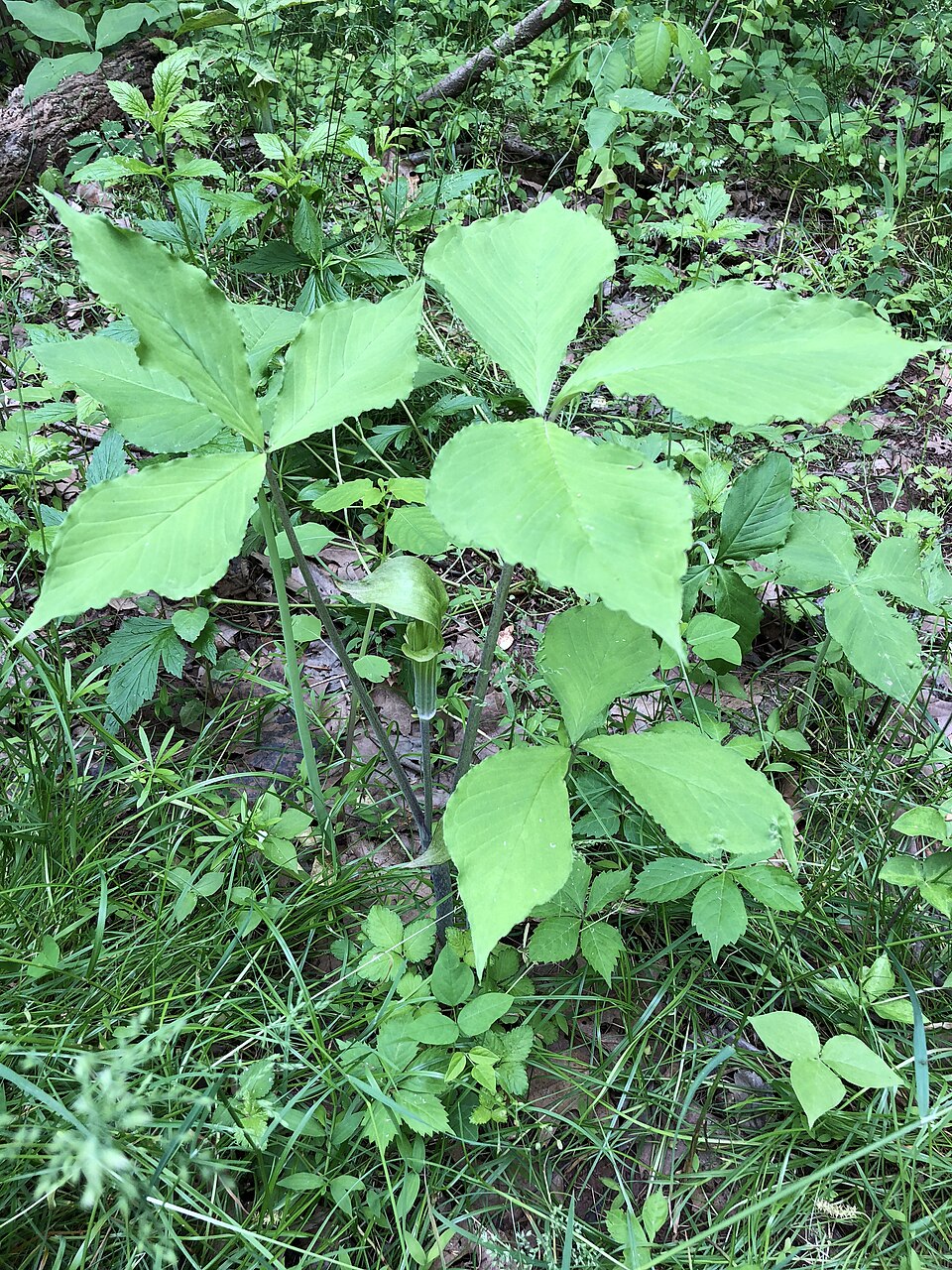 Arisaema triphyllum (Jack-in-the-pulpit) (alternate view 10)