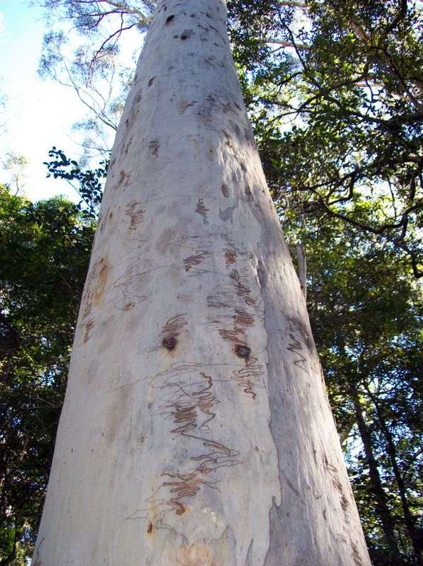 Eucalyptus racemosa (Northern Scribbly Gum) (alternate view 8)
