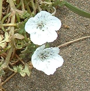 Nemophila menziesii (Menzies' baby blue eyes) (alternate view 10)