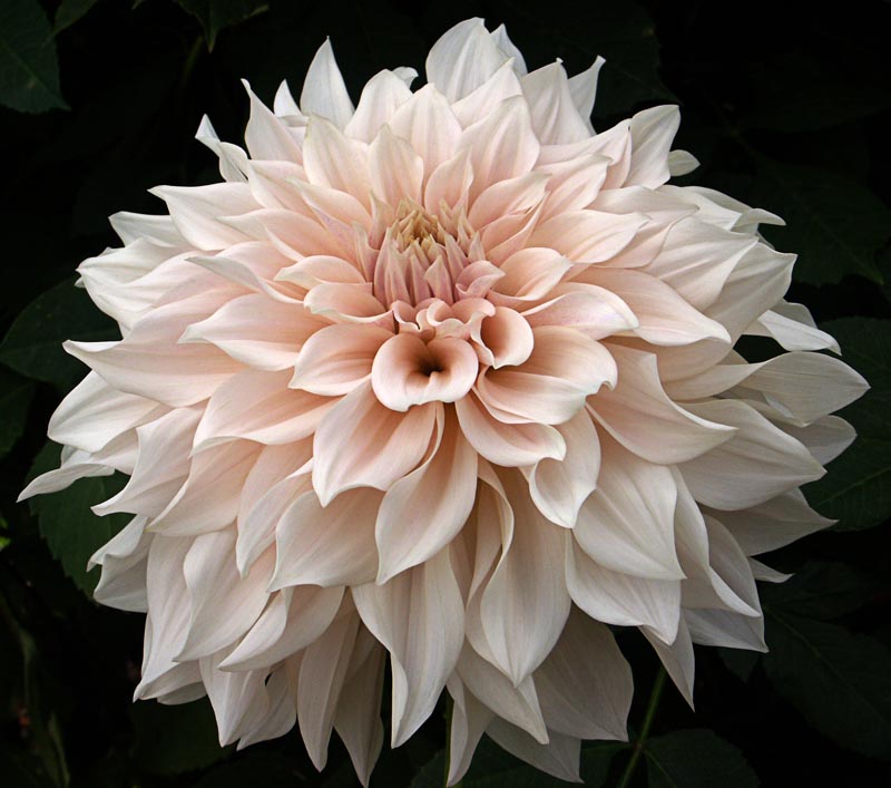 Dahlia 'Cafe au Lait' (Cafe au Lait Dahlia) (alternate view 2)