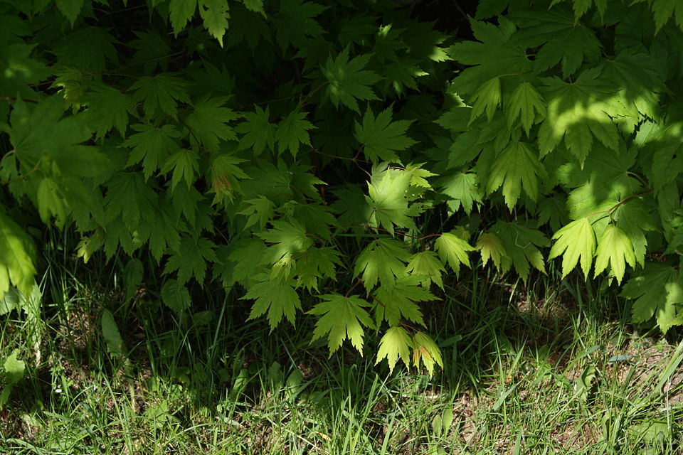 Acer pseudosieboldianum (Korean Maple) (alternate view 7)